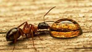 Мравка не е място в къщата: народни начини за борба